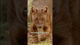 Madagascars Deadliest Predator Isnt A Lion 