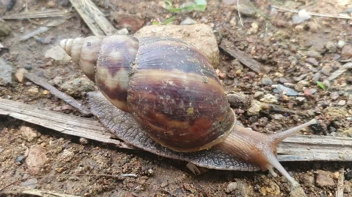 Largest Snail in the world Lifecycle snails animal