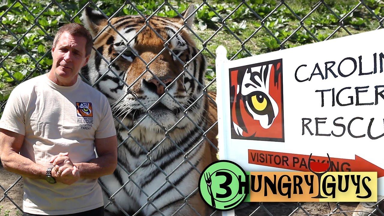 3 Hungry Guys at Carolina Tiger Rescue - YouTube