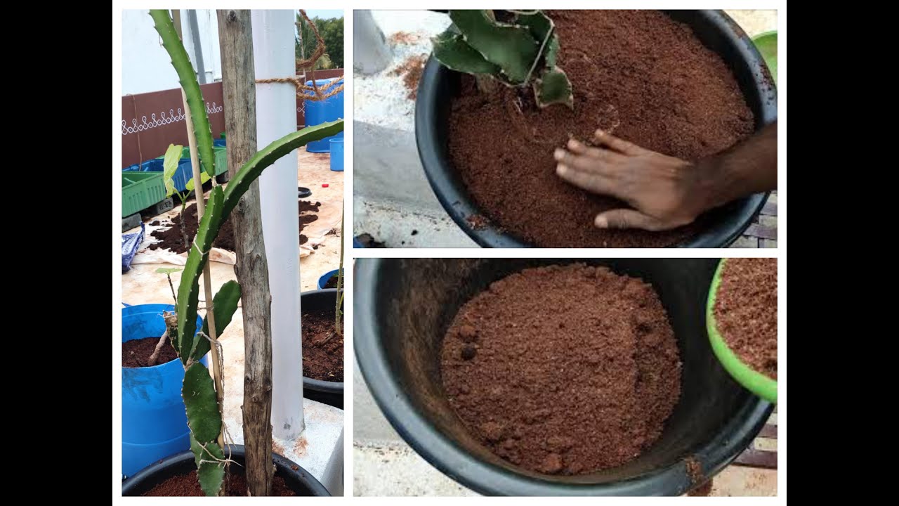 DragonFruit, Potting,Soil Mix ,Care & Tipsడ్రాగన్ ఫ్రూట్ నాటుకోవడం