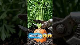 carrot leaves cut after Growing Time-lapse #Tranding