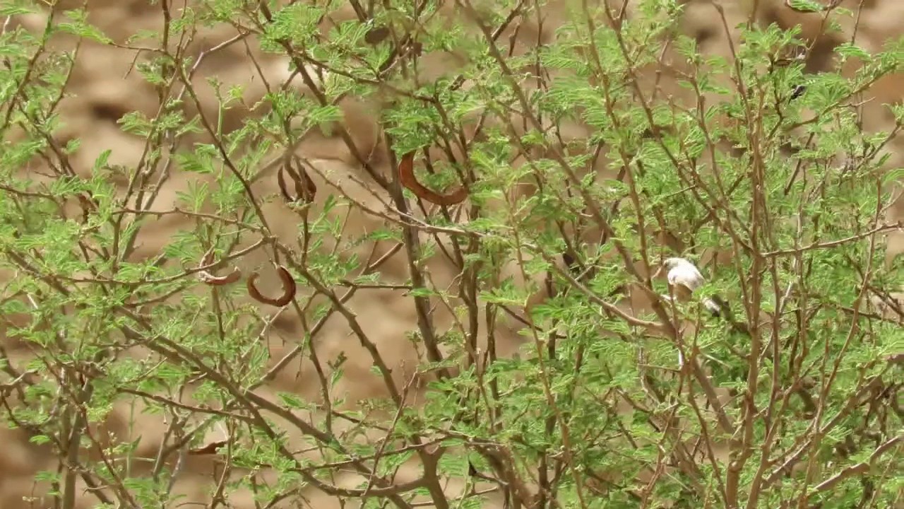 تغريد طائر نمنمة الشجر Streaked Scrub Warbler 