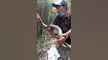 hai ae đi thăm lưới rắn