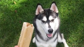 ASMR HUSKY EATS PEANUT BUTTER ICE CREAM STUFFED BONE 🦴 PUPPY TRIES FOR FIRST TIME by HUNGRY HUSKY PACK 7,251 views 3 years ago 3 minutes, 19 seconds