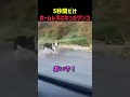 5秒間だけホームレスになったワンコ
