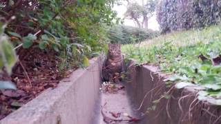 【地域猫】排水溝が公園猫の通り道になってる！？【野良猫】