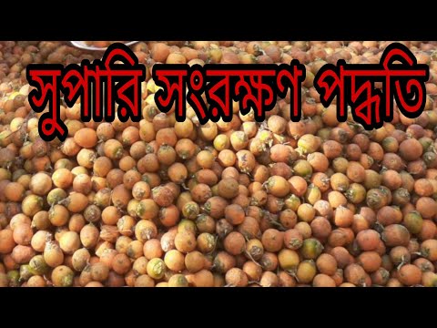 সুপারি সংরক্ষণ পদ্ধতি|betel nut reserving method