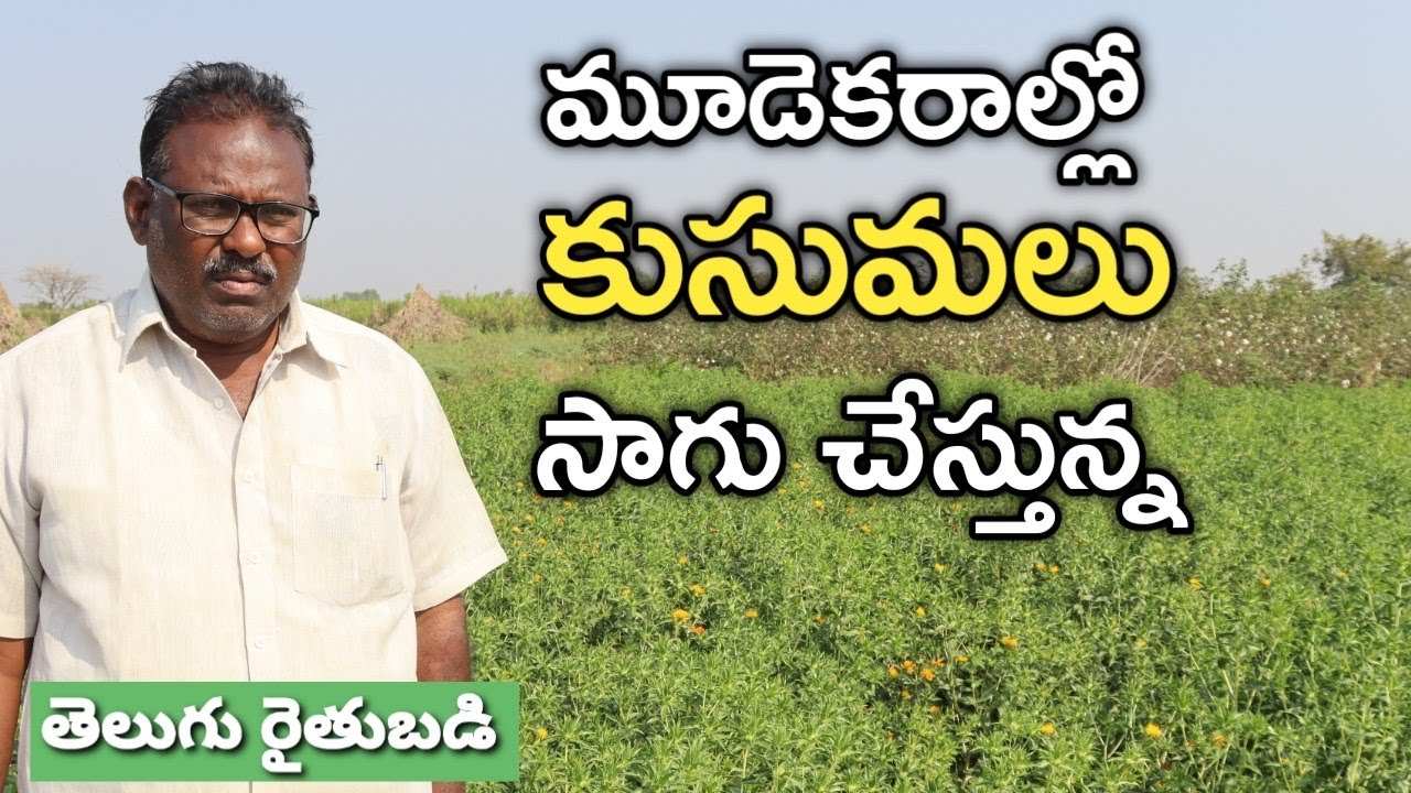 తొలిసారి కుసుమలు పండిస్తున్న | Safflower Cultivation | తెలుగు రైతుబడి