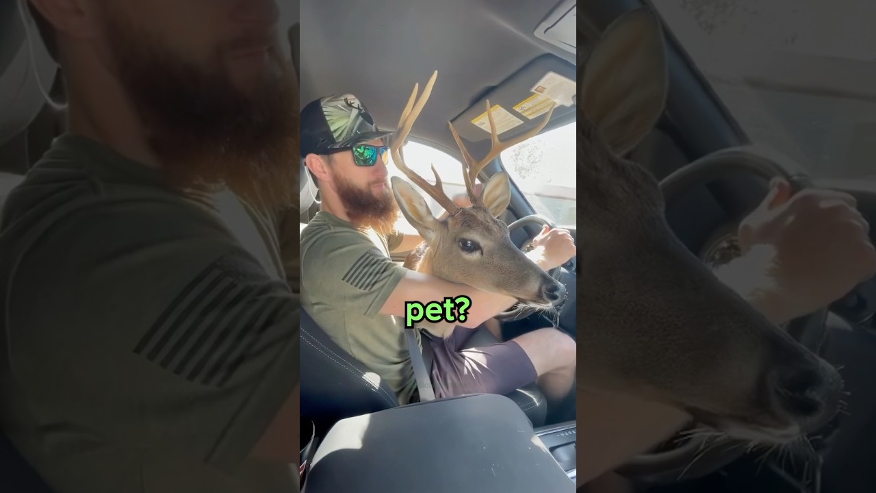 Can You Have a Deer as a Pet? 😳