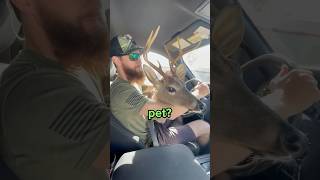 Can You Have A Deer As A Pet?