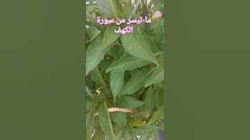 آيات بينات من سورة #الكهف بصوت #عامر_الكاظمي #قرآن #سورة_الكهف #quran #morocco