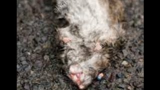 With Filter Wiafu, Without Drowned Rat