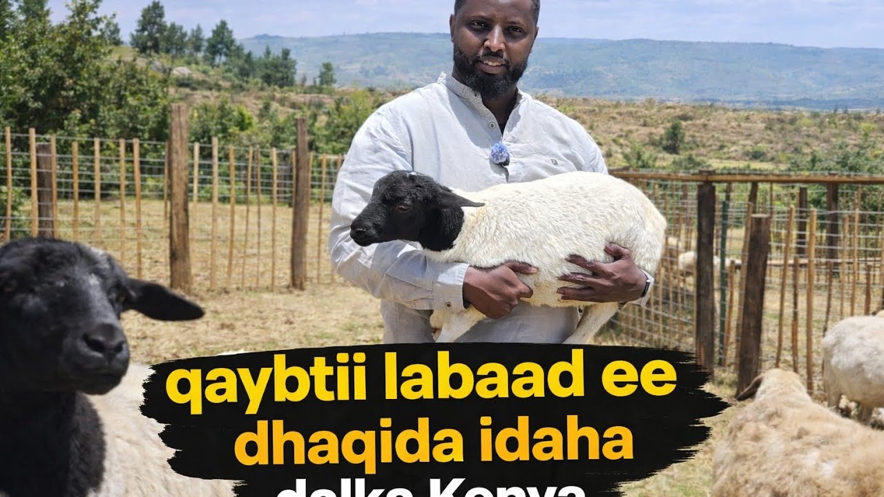 Лучший бизнес для заработка в Кении. Кения лучше, чем жизнь в Египте. EP2