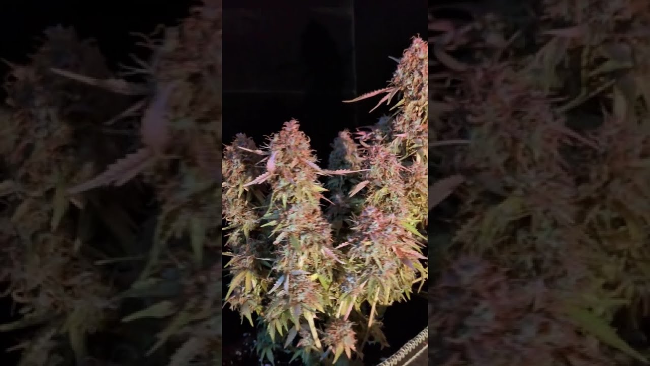 🍪🍨 Cookies Gelato Auto by 