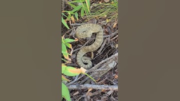 Found a Rattlesnake Hiking #shorts