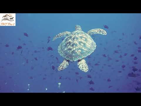 Sự thật thú vị về rùa biển ít ai biết - THT Pro 5