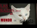 LAS  RAZAS DE GATOS MAS CARAS DEL MUNDO