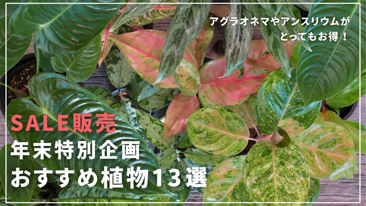 With gratitude] Online shop! Great houseplant sale! Check out the