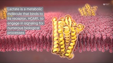 Mice lacking the lactate receptor, HCAR1, exhibit autistic-like behaviors