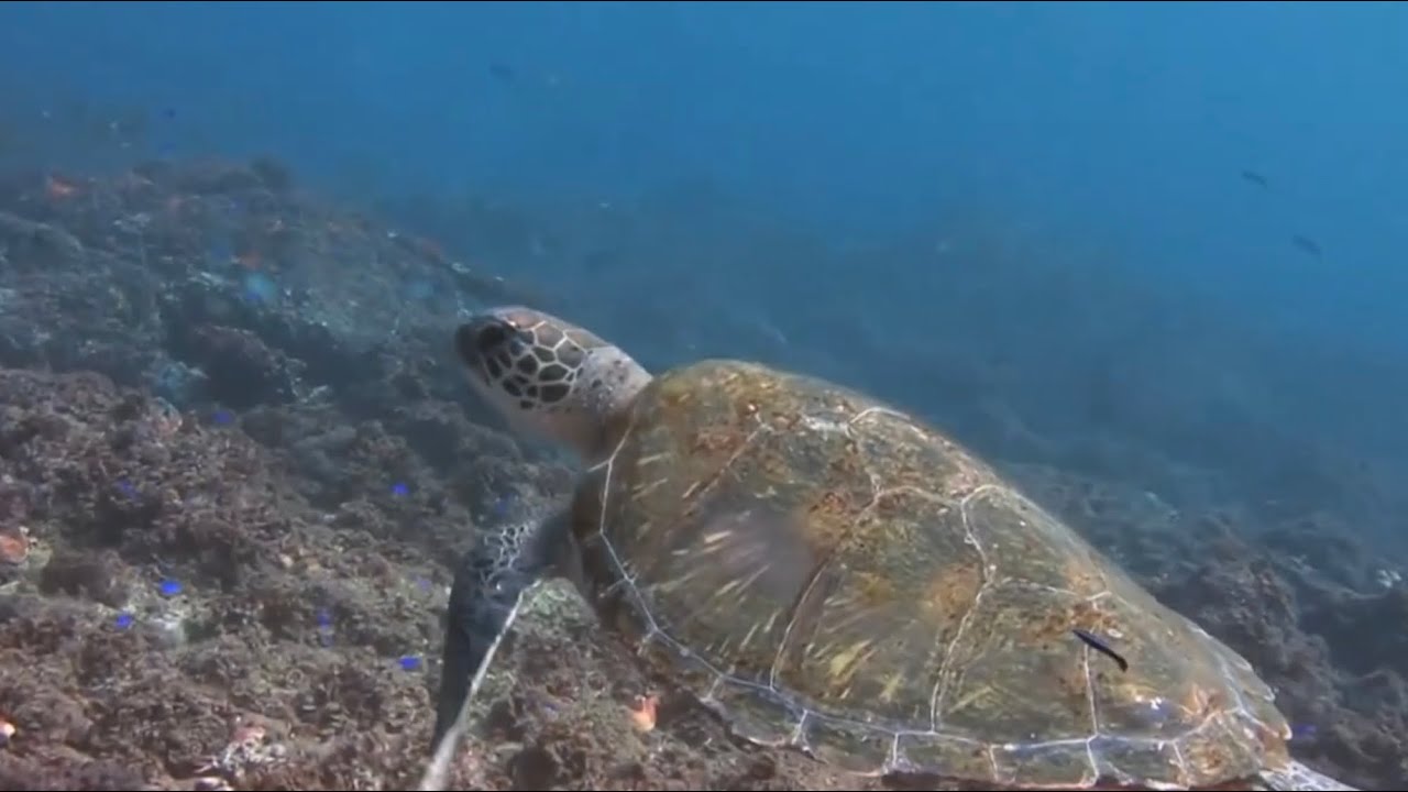 Save Turtles Before It’s Too Late 🐢 | Protect Our Oceans (Episodes 1)