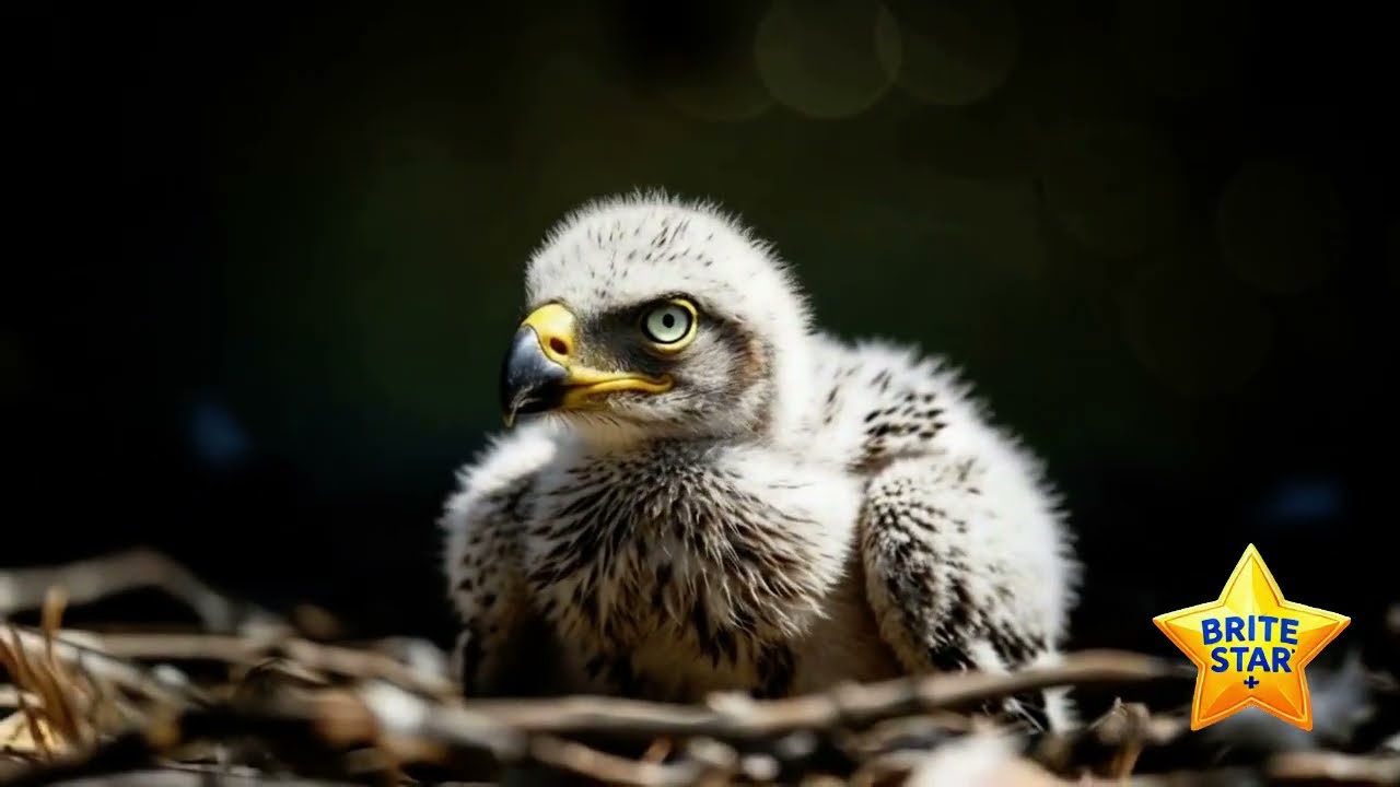 Brite Star Ranch New Arrivals-A Baby Eagle Arrives