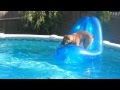 Boxer dog jumps onto raft