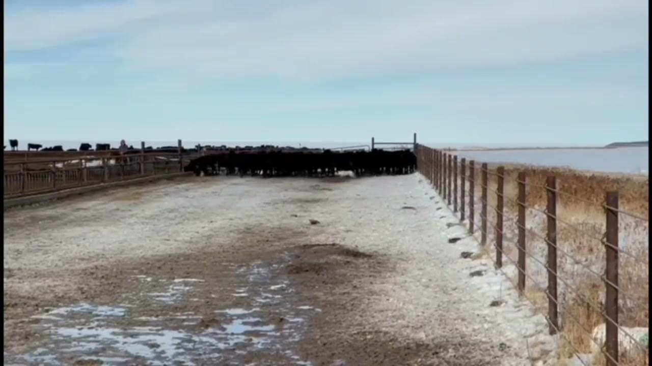 Duck Red bluff dog sale 2023 YouTube