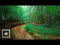 Rainy lush forest walk walking in thunderstorm asmr nature sounds for sleep