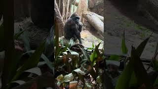Tunko the female Gorilla waving to visitors!
