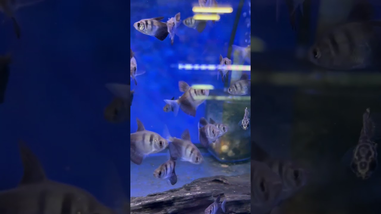 Black widow tetras now available (9/2/25)