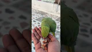Tota aur mera pyara connection 🦜#parrot #parrotlife #parrot lover#parrots