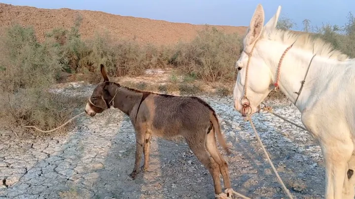 Коні Ваговози.Жеребець на Паровку.Привезли лошицю з Бачача.Коні Тернопільщини. 2025