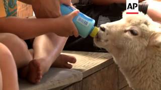 New Zealand lamb producers are hoping the Chinese Year of the Sheep will be good for business. In th