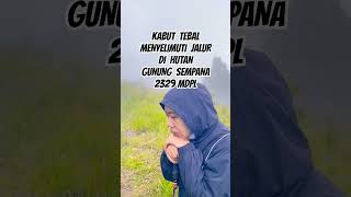 Kabut Tebal Menyelimuti Jalur Di Hutan Gunung Sempana 2329 Mdpl Lombok Ntb