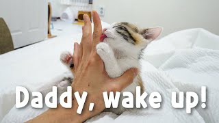 Baby kitten's special way to wake me up every morning