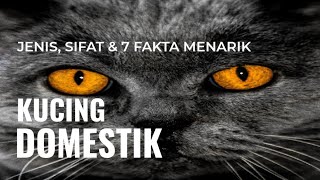 Apa Itu Kucing Domestik, Jenis, Sifat Dan Fakta Apa Saja Yang Menarik Tentang Mereka?