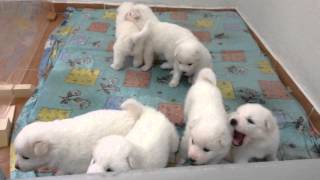 Satılık Samoyed Yavruları