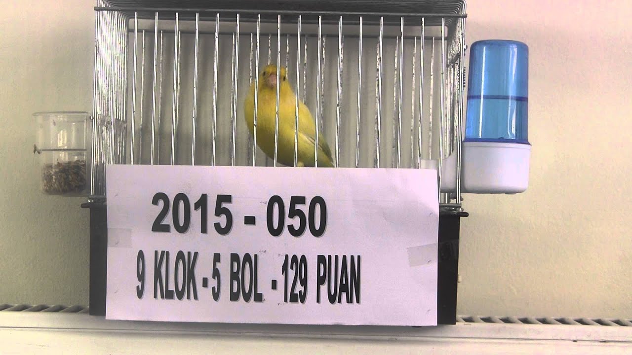 9 KLOK MALİNUA HOCAM 050 2015 ÜZEYİR DUMANL 00614