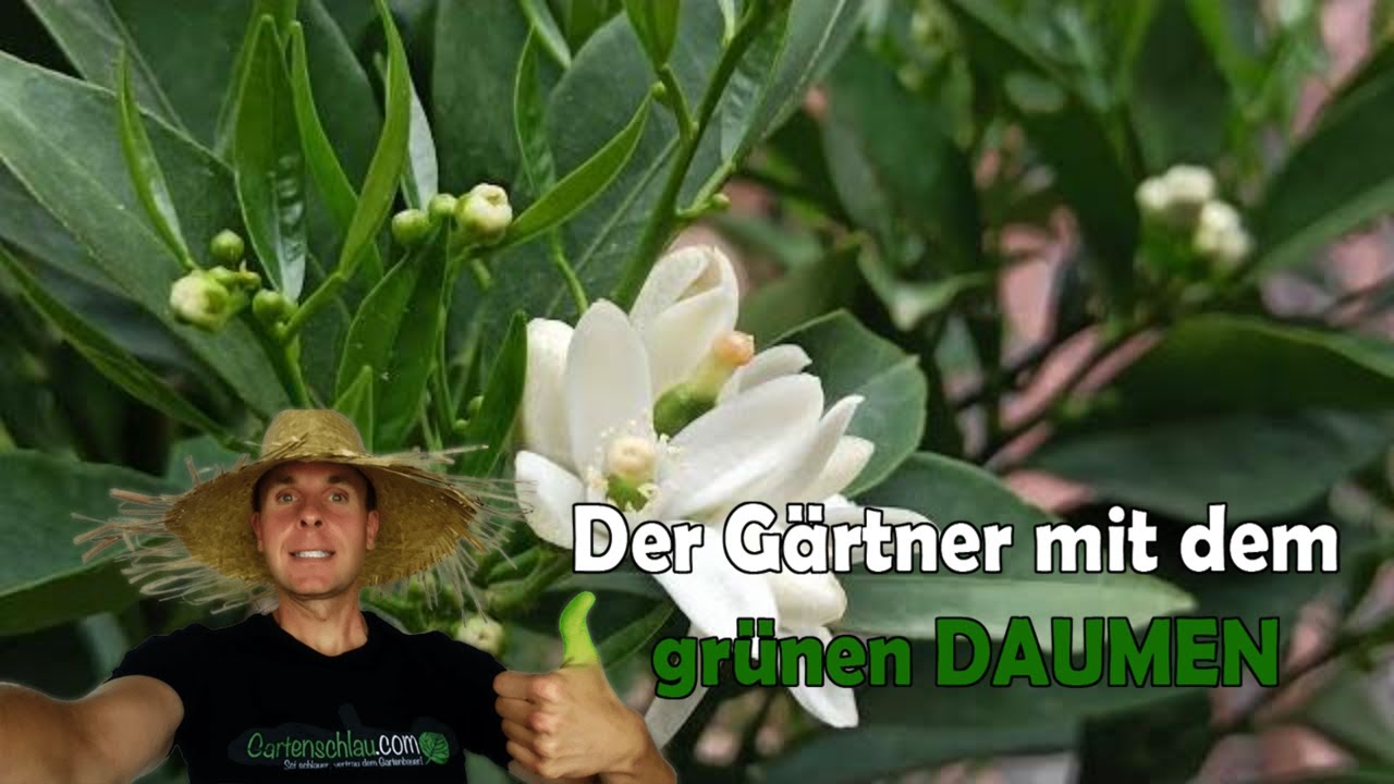 Zitruspflanzen richtig düngen: Menge, Zeitpunkt und häufige Fehler