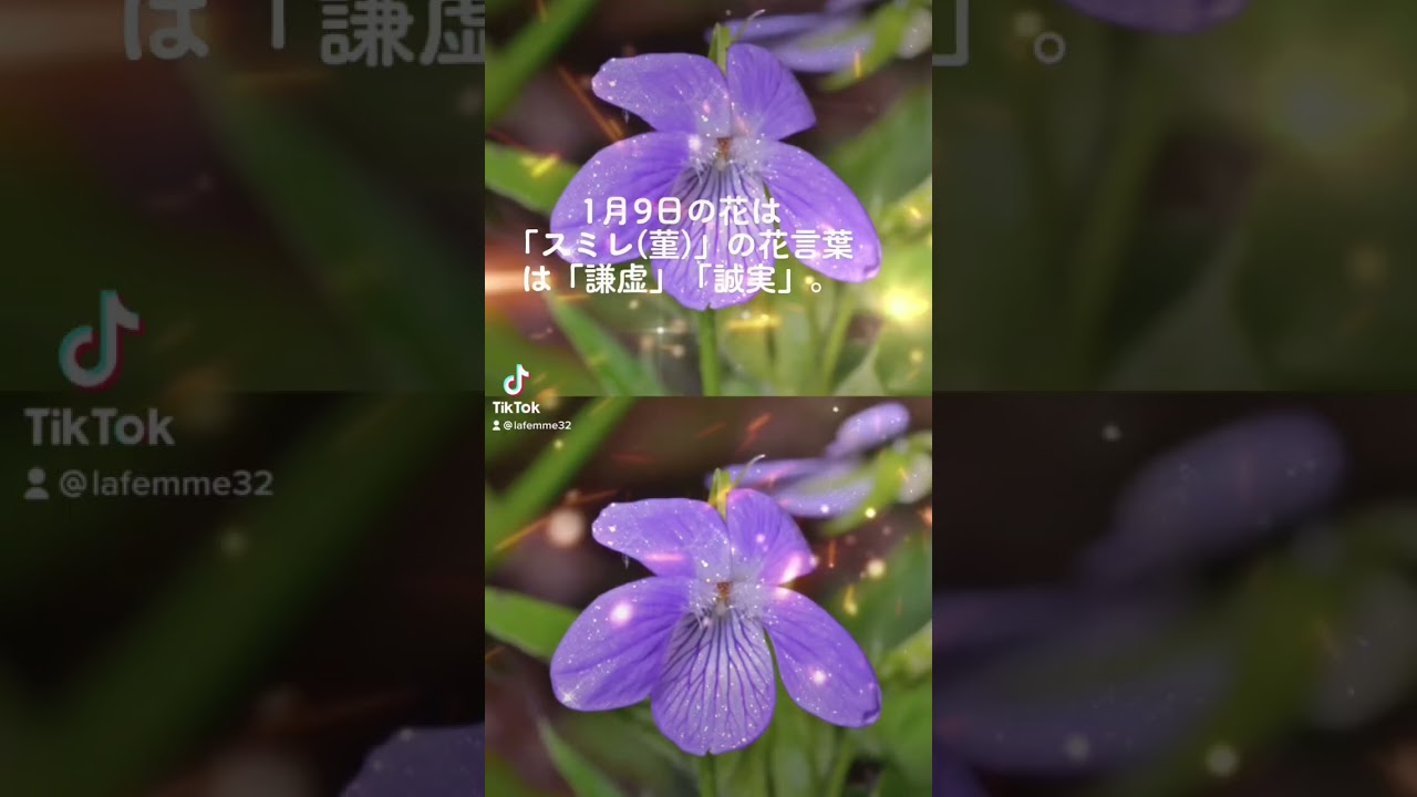 花言葉 1月9日の花は スミレ 菫 の花言葉は 謙虚 誠実 紫のスミレ 菫 の花言葉は 貞節 愛 金沢文庫 占い 美容室 一緒 希望 Youtube