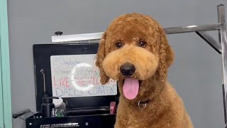 DOODLE HAIRCUT COMPILATION | DogsByLogan