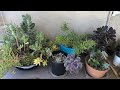 Succulent Collection Part 1