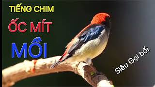 Download Lagu TIẾNG CHIM Ốc MÍT MỒI GỌI BỔI CỰC NHẠY ĐÃ ĐẾN KHÔNG THỂ ĐI/ Thú vui nuôi chim Ốc Mít  MP3