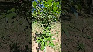 Bora caminhar no parque do Carmo itaquera,