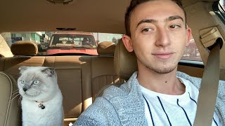 Kedi̇m Behlül İle Bi̇r Gün Geçi̇rdi̇m Scottish Fold Blue Point I Spent A Day With My Cat