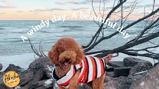 A windy day  A beautiful day | Standard Poodle New Puffer Jacket Walking Lake Michigan | Daily Life by Akasha the Standard Poodle 256 views 2 years ago 1 minute, 14 seconds
