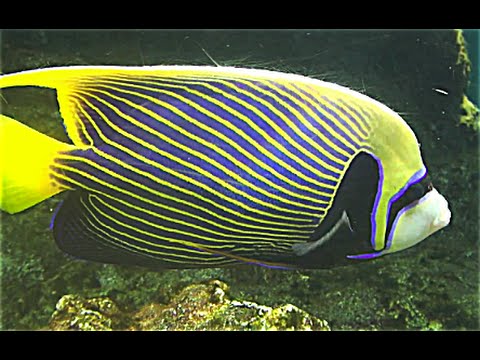タテジマキンチャクダイ Emperor Angelfish Pomacanthus Imperator Youtube
