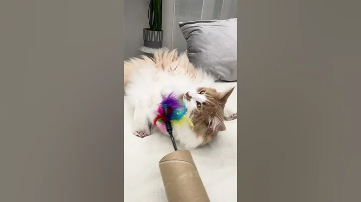 Video 11091241: maine coon kitten, domestic maine coon, chaton maine coon, cat