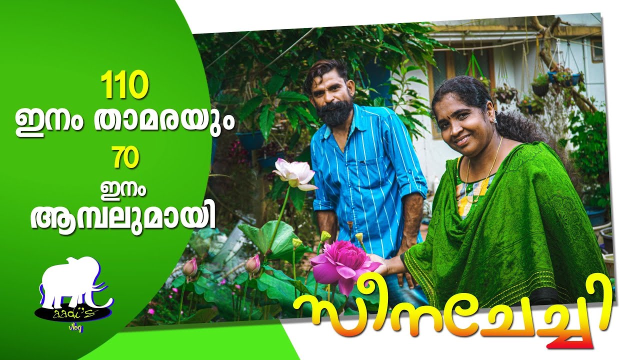 110 varieties Lotus, 70 #WaterLilly Farming in Kerala | all india delivery | താമര, ആമ്പൽ കൃഷി #lotus