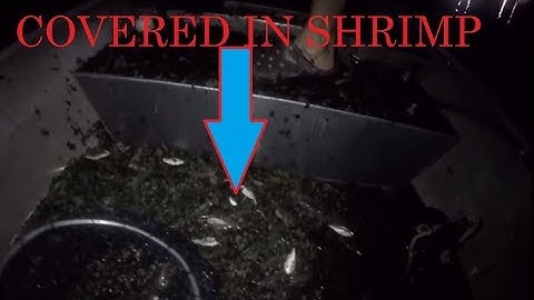 Catching Shrimp with a Cast Net - Catching Saltwater Fish - Catching Shrimp with Cast Net